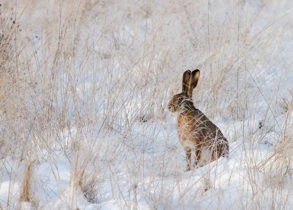 Lièvre Europe Sur Prairie Hiver — Photo