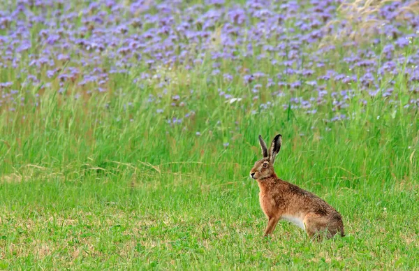 Hase Auf Einer Wiese Vor Blumigem Hintergrund — Stockfoto