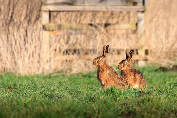 Two field hares sit comfortably in front of a raised hide