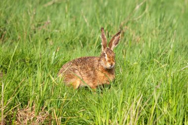 European hare looking sketchily out of a meadow with high lush grass clipart