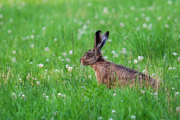 Velký Zajíc Plíží Kvetoucí Loukou — Stock fotografie