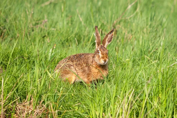European Hare Looking Sketchily Out Meadow High Lush Grass — Stock Photo, Image