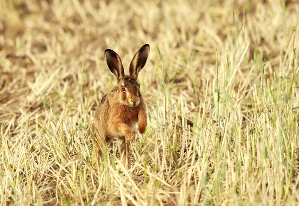 Linda Liebre Campo Salta Través Campo Rastrojos Hacia Cámara — Foto de Stock