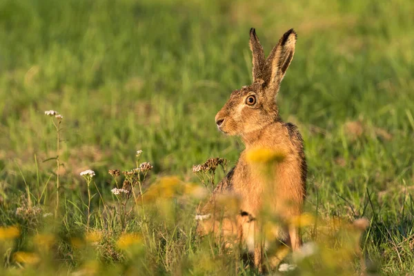 Lièvre Assis Sur Une Prairie Dans Lumière Soir — Photo