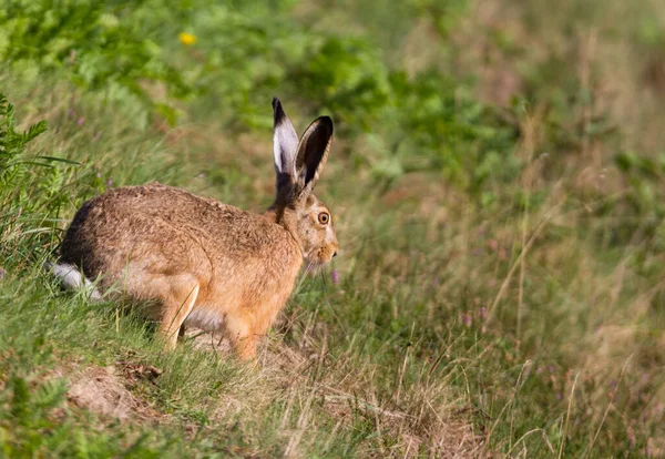 Liebre Europea Desciende Una Zanja Pradera Seca — Foto de Stock