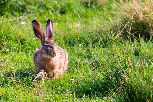 Jeune Lièvre Sur Une Prairie Fraîche Ensoleillée — Photo