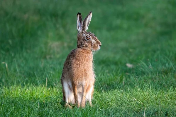 Lièvre Européen Sur Prairie — Photo