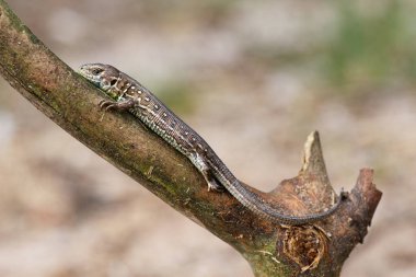 Kum kertenkelesi bir dala tırmanıyor