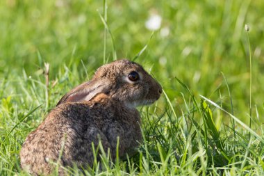 Tarlanın kenarında sağlıklı, sevimli, vahşi bir tavşan.