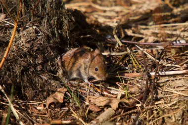 Banka tarla faresi mağaradan ormanda ayrılıyor.