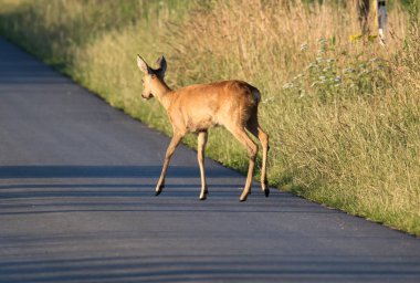 Geyik yolun kenarından çıkar ve trafiğe girer.