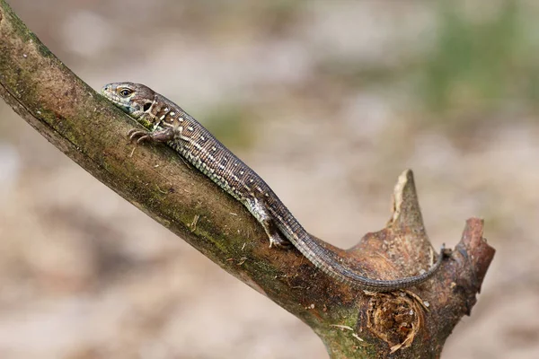 Lagarto Areia Escalando Ramo — Fotografia de Stock