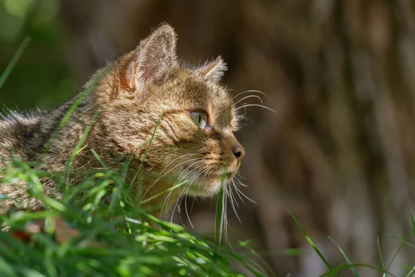 Portret Van Een Echte Europese Wilde Kat — Stockfoto