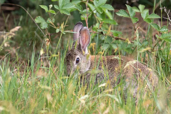 Conejo Salvaje Sienta Hierba Alta Borde Bosque Mira Tímidamente Fotógrafo —  Fotos de Stock