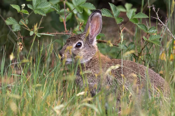 Ganska Vild Kanin Sin Naturliga Miljö — Stockfoto