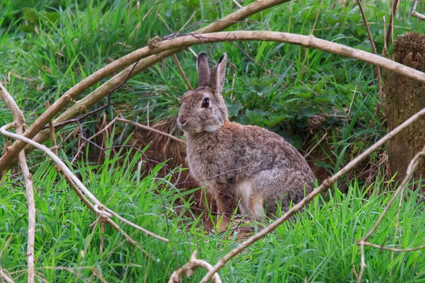 Lapin Sauvage Avant Son Terrier — Photo