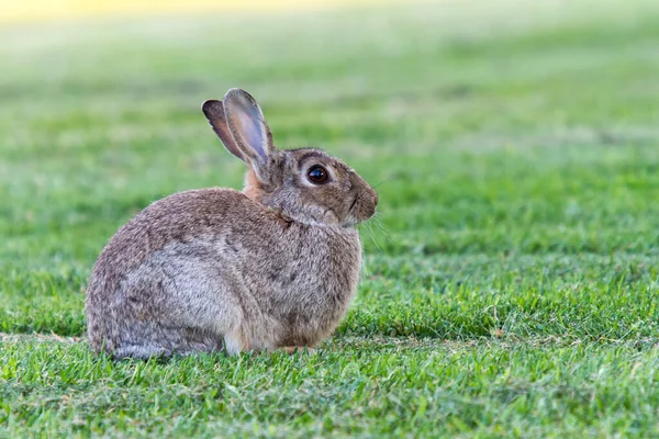 Дикий Кролик Свежескошенной Лужайке — стоковое фото
