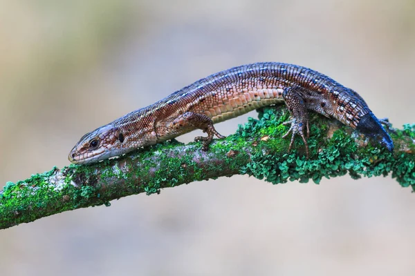 Lagarto Comum Com Uma Cauda Galpão — Fotografia de Stock