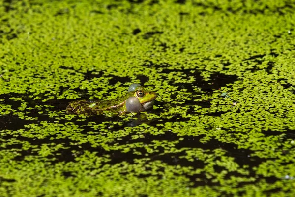 Pond frog sits in the garden pond between duckweed and calls out very loud