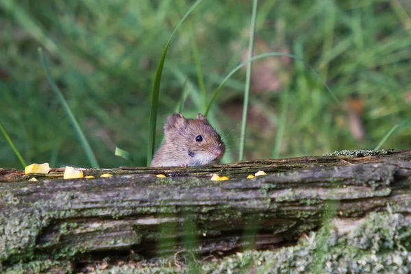 Şirin bir tarla faresi içi boş bir ağaç gövdesinde gizli mısır tanelerini arıyor.