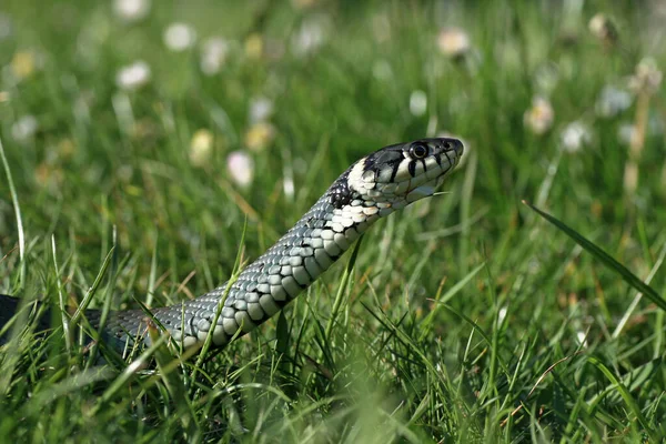 Serpiente Hierba Arrastrándose Través Hierba Jardín — Foto de Stock