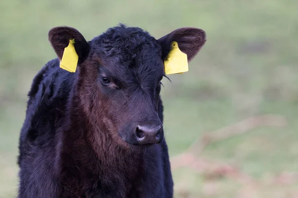 Vaca Joven Sana Pasto —  Fotos de Stock