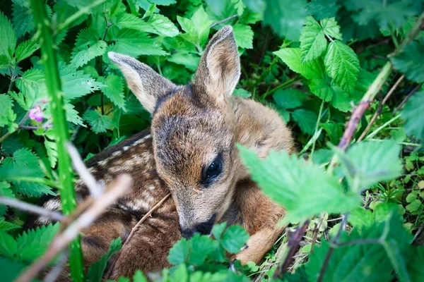 Annesi tarafından yoğun çalılıklarda terk edilmiş savunmasız geyik derisi.