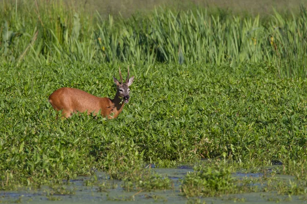 Roebuck Eet Smakelijke Plant Een Wetland — Stockfoto