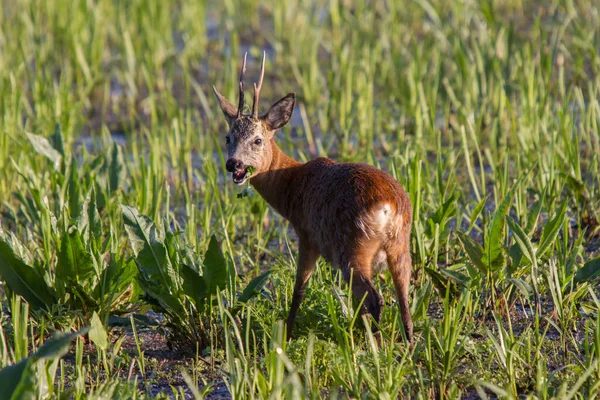 Αναιδής Φαίνεται Roebuck Τρώει Ένα Βάλτο — Φωτογραφία Αρχείου