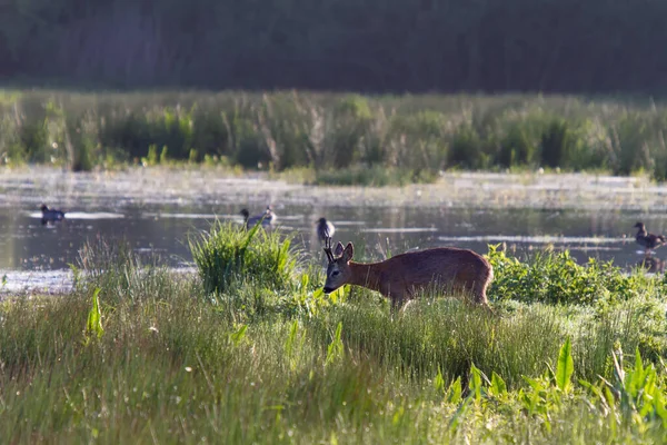 Biotoop Met Roedebok Wilde Eenden Het Steinhuder Meer Natuurpark — Stockfoto