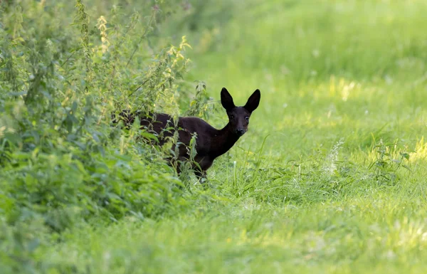 Een Absolute Zeldzaamheid Een Zwart Hert Verlaat Een Bos Het — Stockfoto