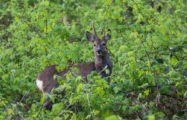 Roebuck Ascunde Subcreșterea Densă — Fotografie, imagine de stoc