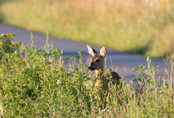 Căprioara Mănâncă Marginea Drumului — Fotografie, imagine de stoc