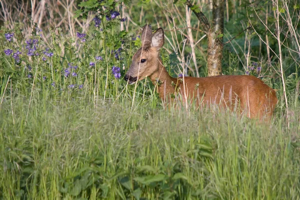 Dişi geyik ormanın kenarından beslenmek için ormanı terk eder.
