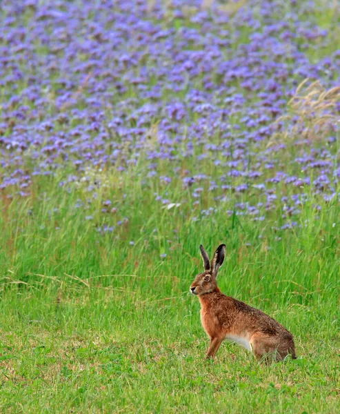 Lièvre Devant Fond Coloré — Photo