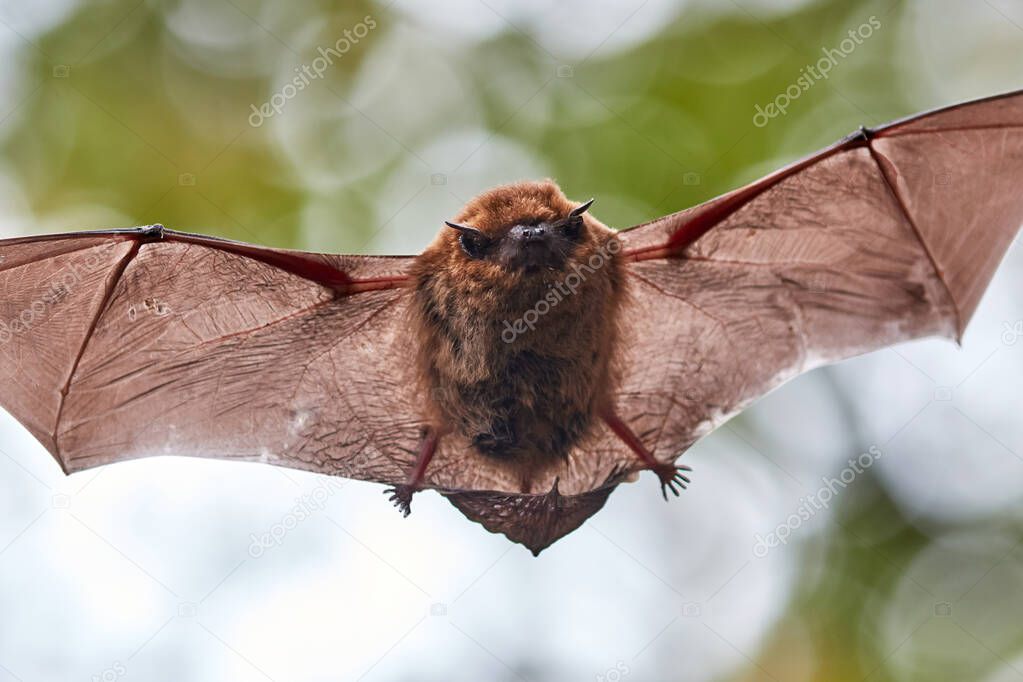 Pipistrelle flying in a light forest