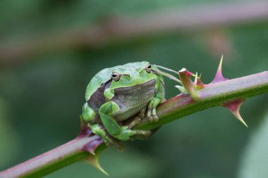 Böğürtlen dalından atlamadan hemen önce ağaç kurbağası