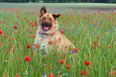 Genç mutlu çoban köpeği çiçek tarlasında