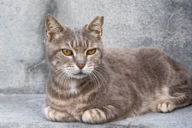 Gri taş basamaklarda uzanan güzel bir ev kedisinin portresi.