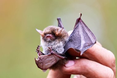 Yarasa parmaklarla tutulur.