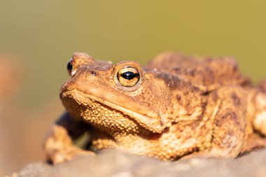 Gün ışığında dinlenen bir kurbağanın portresi