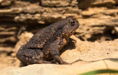 Çürümüş odunların önünde güneşin altında oturan koca toprak kurbağası.