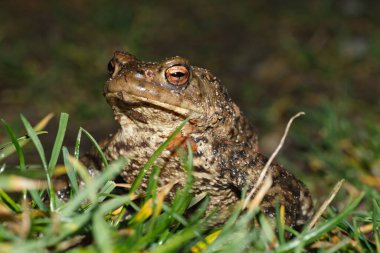 Çimlerin üzerinde toprak kurbağası