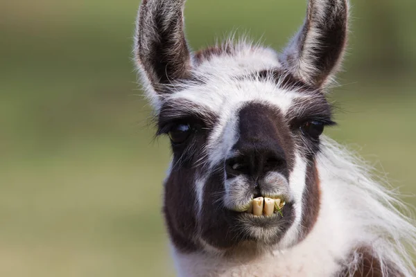 Süslü lama harika dişlerini gösteriyor