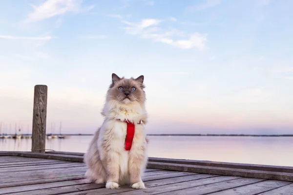 Zittend Mooie Kat Het Avondlicht Aan Oever Van Een Binnenmeer — Stockfoto