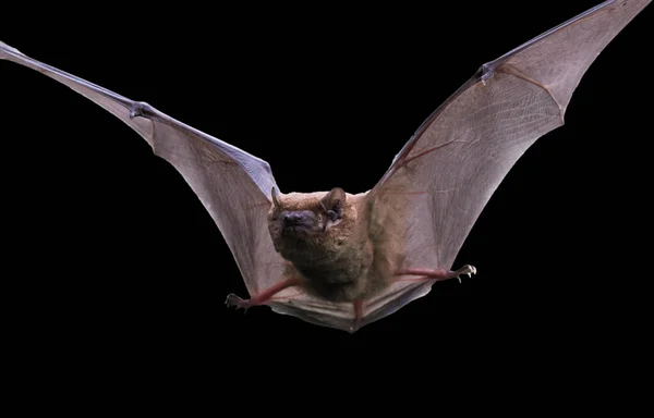 Yaklaşan yarasa siyahtan muaftır