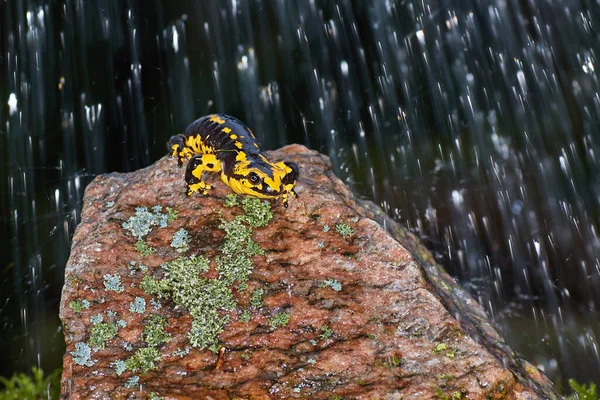 Огненная Саламандра Карабкается Скале Дождем — стоковое фото
