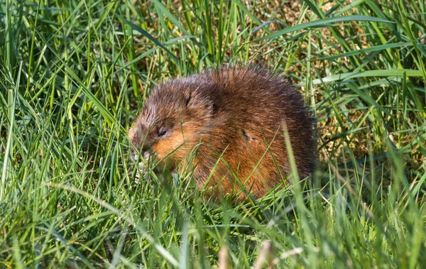 Young Muskrat Fresh Grass — Stock Photo, Image