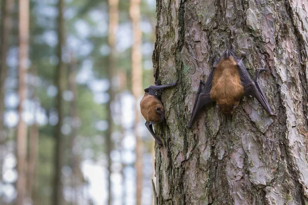 Kuzey Alman ladin ormanında iki yarasa
