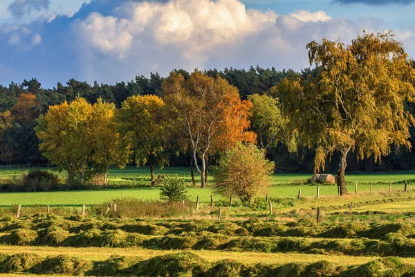 Geleneksel Alman Saman Hasadı Sonbaharda — Stok fotoğraf